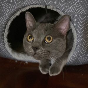 Meet your Posher, Rebota